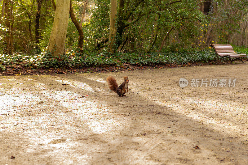 城市公园里的野生红松鼠(Sciurus vulgaris)。